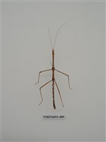 藏品(竹節蟲(1))的圖片